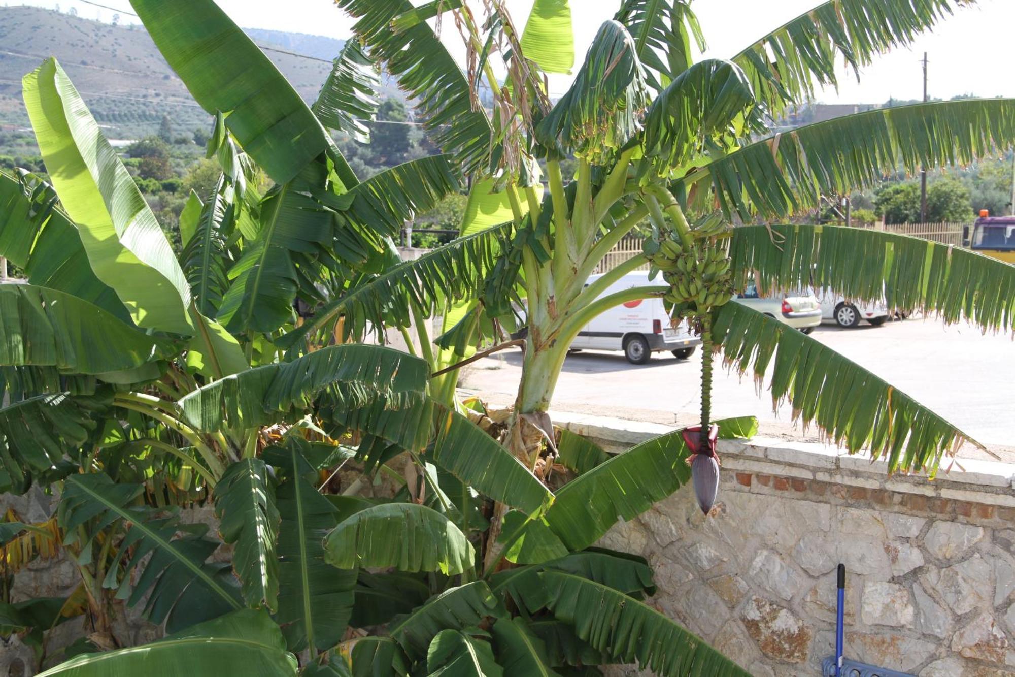 Αριων Village & Suites نافبليو المظهر الخارجي الصورة
